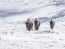 Bison Winter