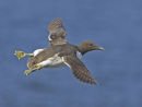 Common Guillemot