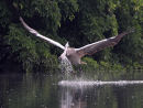 Spot billed Pelican Drinking