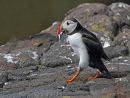 Puffin