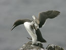 Guillemot