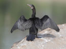 Pygmy Cormorant