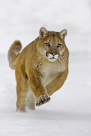 Mountain Lion