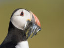 Puffin