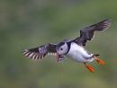 Puffin Hovering