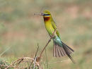 Blue-tailed Bee Eaters