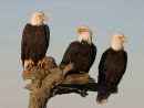 Bald Eagles Alaska