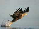 Whitetailed Sea Eagle