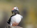 Puffin