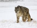 Snow Leopard