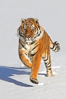 Siberian Tiger