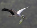 Open billed Stork with Nesting