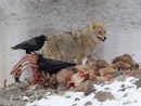 Coyote Sharing Kill