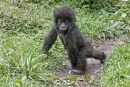 Baby Gorilla