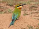 Blue tailed Bee eater