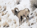Bighorn
