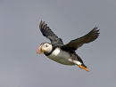 Puffin