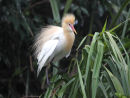 Cattle Egret Breeding Plumage
