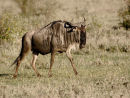 Wilderbeest