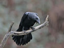 Rain Raven
