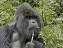 Mountain Gorilla`s Rwanda