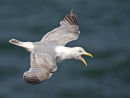 Herring Gull Calling