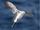 Guillemot Landing