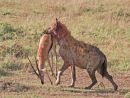 Hyena and Thompsons Gazelle