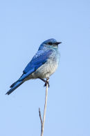 Mountain Bluebird