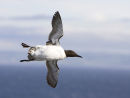 Guillemot
