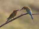 Bluetailed Bee eater Backlit Foodpass