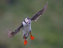 Puffin