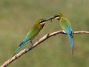 Blue tailed Bee eater Foodpass