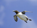 Guillemot