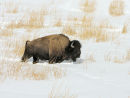 Bison Winter
