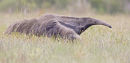 Giant anteater