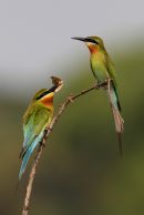 Bluetailed Beeeater with Gift