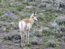 Pronghorn