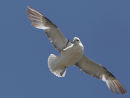 Fulmar
