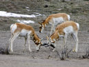 Pronghorn Rut