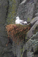 Fulmar Nesting