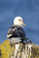 Fulmar