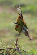 Bluetailed Bee eater Mating Joy