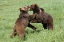 Grizzlies Playfighting
