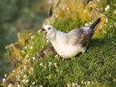 Fulmar