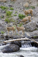 Mule Deer