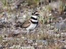 Killdeer