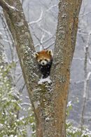 Red Panda