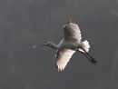 Spoonbill Backlit
