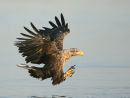 White-tailed Sea Eagles